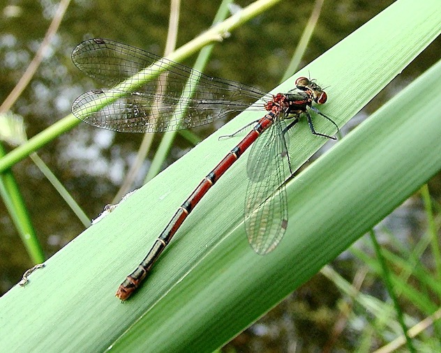 large red damselfly